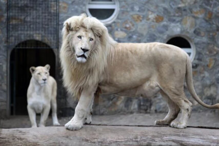 BEJBI BUM ZOO-VRTU Najviše pažnje privlači Koviljka, mladunče bijelog lava (FOTO)