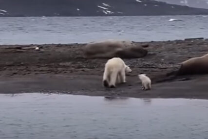 POSLJEDICE KLIMATSKIH PROMJENA Polarni medvjedi bi mogli izumrijeti do kraja 21. vijeka