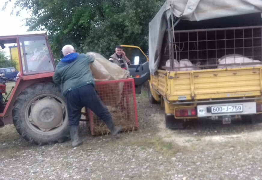 Odnosi se samo na svinje, ostalo je dozvoljeno: Pojašnjenje oko zabrana na stočnim pijacama u Srpskoj