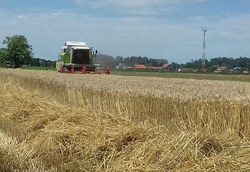 "Na jesen moramo imati računa sijati" Semberski ratari ističu da cijena pšenice treba da omogući opstanak proizvođača