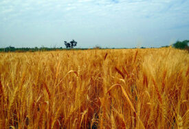 NOVI REKORDNI NIVO Skok globalne cijene pšenice nakon zabrane izvoza u Indiji