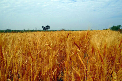 Cijena pšenice u blagom padu: Tržište kriptovaluta stabilno
