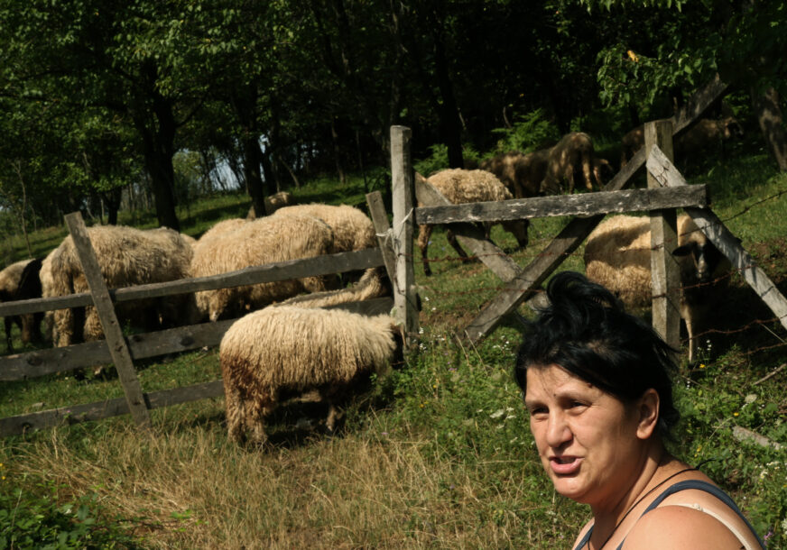 Stado ovaca draže od Slovenije: Božica ni trenutak nije požalila zbog povratka na selo