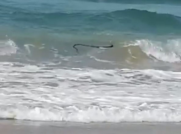 KUPAČI PRESTRAVLJENI Jedna od najotrovnijih zmija na svijetu isplivala iz mora, pa napravila POMETNJU (VIDEO)