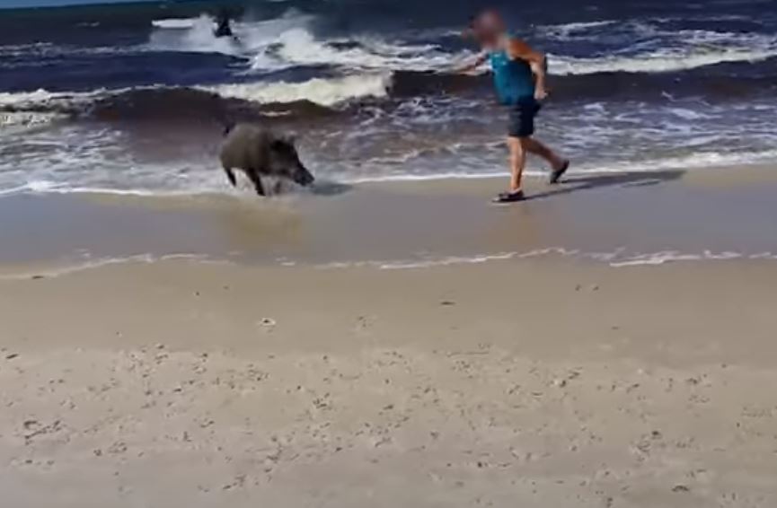 BILA UPLAŠENA KAO I LJUDI Divlja svinja izletjela iz mora i napravila POMETNJU NA PLAŽI (VIDEO)