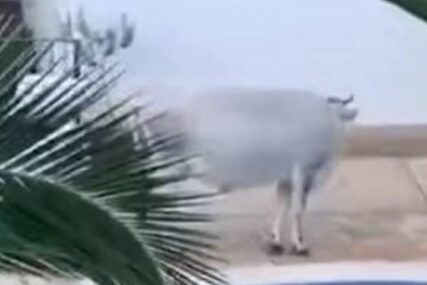 "BELKA" SE ODOMAĆILA KRAJ BAZENA Krava upala u luksuzni kompleks, TURISTI U ŠOKU (VIDEO)