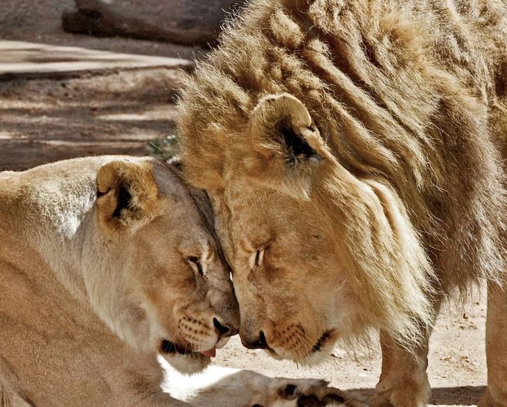 PRIČA KOJA TJERA SUZE NA OČI Par lavova uspavan istovremeno da ne bi patili jedno bez drugog (FOTO)