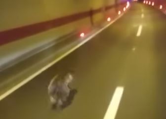 USPLAHIREN BJEŽAO KROZ TUNEL Preplašen medved trčao kud ga šape nose (VIDEO)