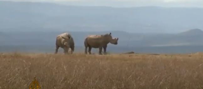 I NJIMA KONCE POMRSILA KORONA Naučnici spasavaju bijelog nosoroga od izumiranja