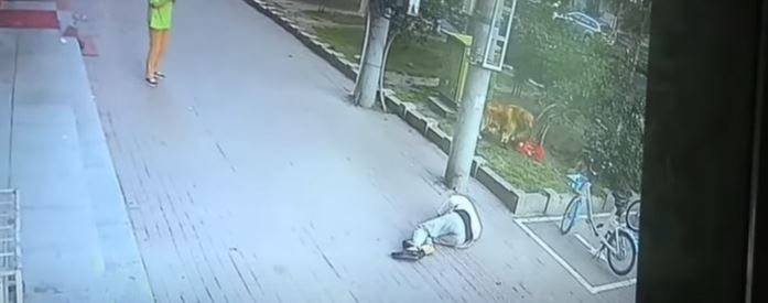 PRIZOR OD KOJEG HVATA JEZA Mačka pala čovjeku na glavu, ostao bez svijesti (VIDEO)