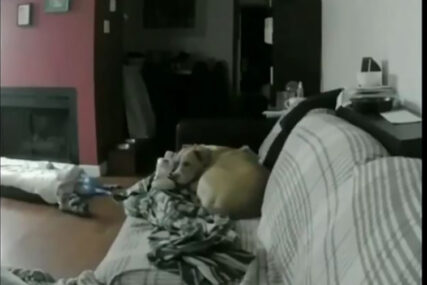TOPI I NAJTVRĐA SRCA Kamere snimile šta pas radi kad njegov vlasnik nije kod kuće