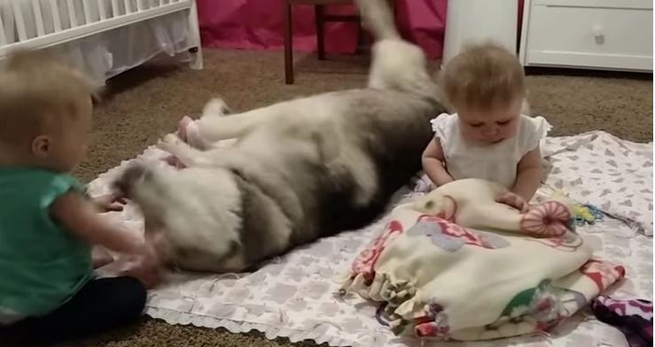 Novopečena ljubav djevojčica i psa: Haski prišao bebama i onda je počela zabava (VIDEO)