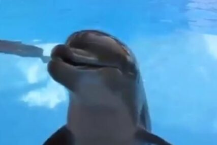 DA LI JE ŽIV Snimak delfina o kojem bruji internet (VIDEO)
