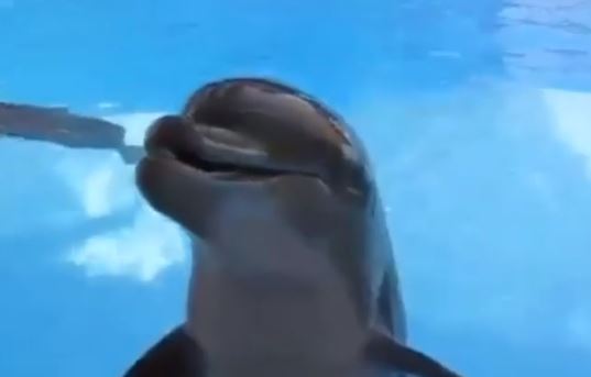 U zaigranom i pozitivnom raspoloženju: Delfini „jurili“ za jedrilicom (VIDEO)
