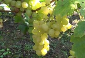 ALARM ZA VINOGRADARE Ova bolest hara grožđem pred berbu, stručnjak otkriva kako spasiti rod