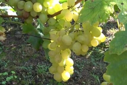 POVEĆAN SADRŽAJ PESTICIDA NA VOĆU Zabranjen uvoz 12.426 kilograma grožđa iz Albanije