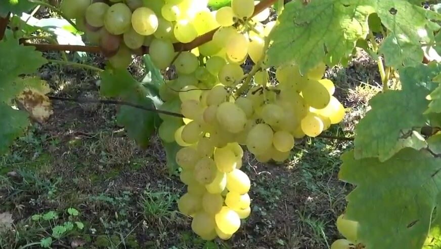 POVEĆAN SADRŽAJ PESTICIDA NA VOĆU Zabranjen uvoz 12.426 kilograma grožđa iz Albanije