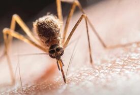 Naučnici upozorili na novu prijetnju: Ko je preležao kovid, lakše može da dobije OPASAN VIRUS koji prenose komarci