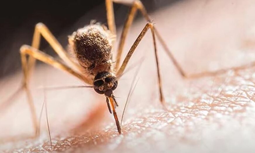 BORBA S TIGRASTOM VERZIJOM U Istri puštene hiljade uvoznih komaraca