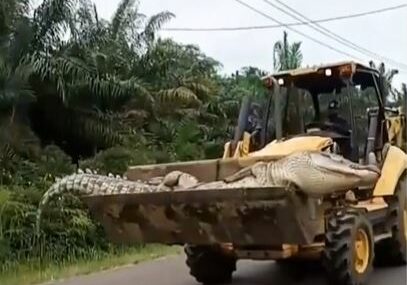 REPTIL TERORISAO MJEŠTANE, A ONI SE OSVETILI Uhvatili krokodila teškog pola tone i prevezli kroz selo u buldožeru (VIDEO)