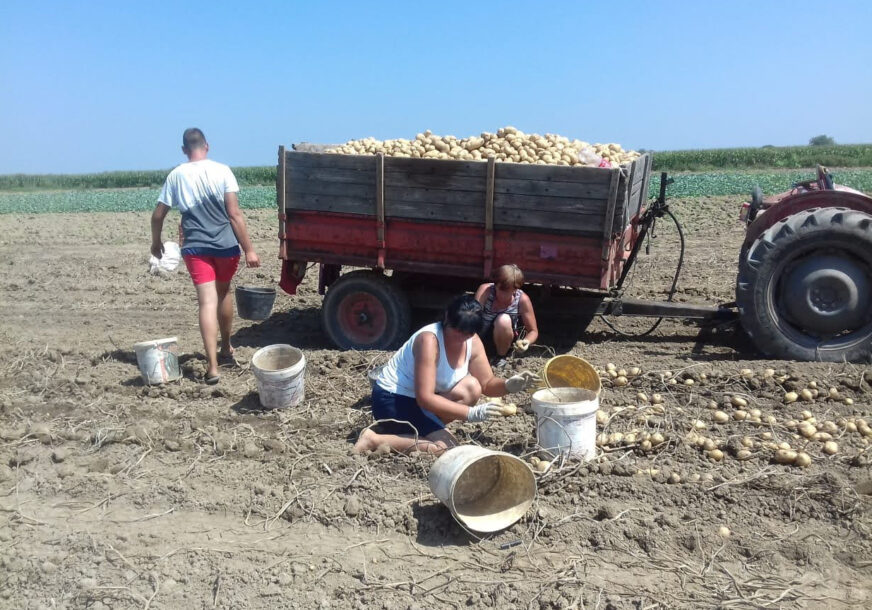KVALITETOM OSVAJAJU TRŽIŠTE Poljoprivrednici iz sela kod Bijeljine zadovoljno trljaju ruke