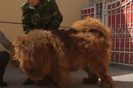 PRAVI LUKSUZ Najskuplji pas na svijetu košta skoro dva miliona dolara (VIDEO)