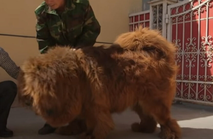 PRAVI LUKSUZ Najskuplji pas na svijetu košta skoro dva miliona dolara (VIDEO)