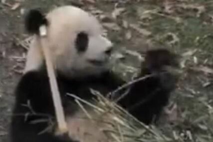 Panda pobjegla iz kaveza i napravila haos: Počela da ujeda čuvare u zoo-vrtu, jednog umalo UBILA