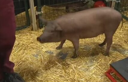 Bolest nije opasna za ljude, ali za životinje jeste: U Njemačkoj potvrđena SVINJSKA KUGA na još jednoj farmi