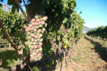 Grožđe zdravo, prinosi dobri: Vrelo ljeto pogodovalo vinovoj lozi u Hercegovini