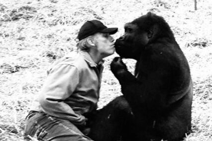 PRIJATELJSTVO NE POZNAJE GRANICE Dirljiv susret čovjeka i gorile nakon pet godina (VIDEO)