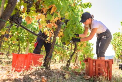 NOVE INVESTICIJE ZA NOVO ZLATO EU pomaže modernizaciju vinarstva u BiH