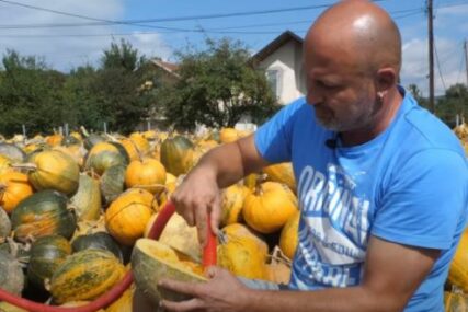KORISTAN IZUM Dragan usisivačem izvadio košpice iz 150 tona tikve (VIDEO)