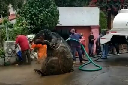 PRONAĐENA "RATZILLA" U MEKSIKU Čistili kanalizaciju, pa ostali šokirani otkrićem DŽINOVSKOG ŠTAKORA (VIDEO)