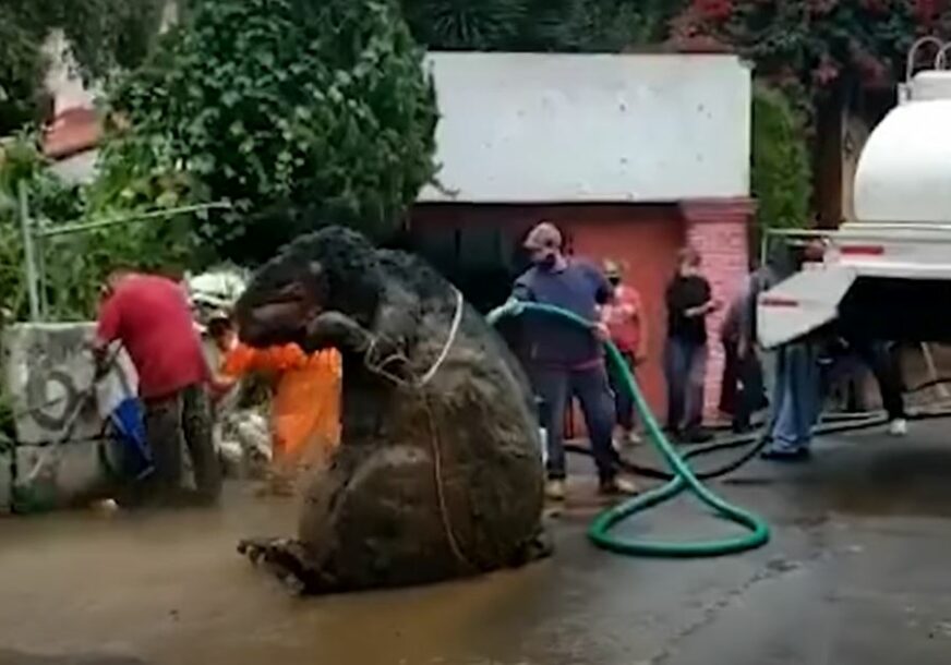 PRONAĐENA "RATZILLA" U MEKSIKU Čistili kanalizaciju, pa ostali šokirani otkrićem DŽINOVSKOG ŠTAKORA (VIDEO)