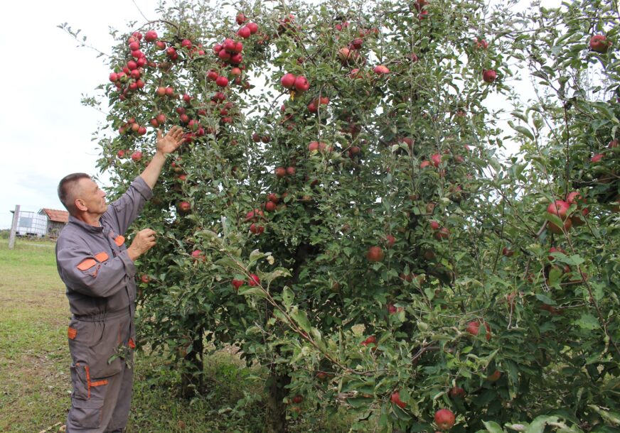 Pravilnik će donijeti resorno ministarstvo: Proizvođačima voća i mesa 2,2 MILIONA KM podrške zbog korone