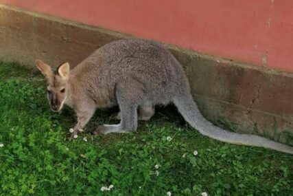 Stari ljubimac odskakutao u ravnicu, nikada nije pronađen: Novi kengur zamijenio Koki Kola na ranču u Semberiji