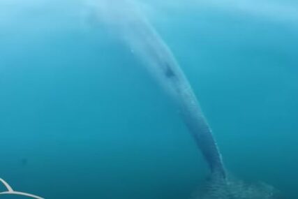 "Mislio sam da je to SIGURNA SMRT" Lovca na jastoge progutao kit, pa ga ispljunuo (VIDEO)
