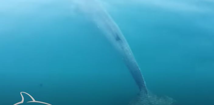 OVO NISU OČEKIVALI Uživanje prekinuo ogroman kit, iskočio iz vode i zaljuljao čamac