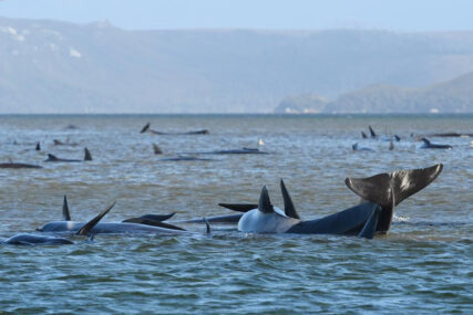 TUŽAN PRIZOR Na obalu se nasukalo 270 kitova, 25 ih već uginulo (VIDEO)