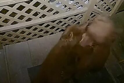 “BILI SU NAM ISPRED VRATA” Porodicu iznenadila borba medvjeda pred kućom (VIDEO)