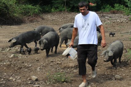 FAJFERICE PONOVO NA KOZARI Gradsku vrevu zamijenio farmom autohtone sorte svinja