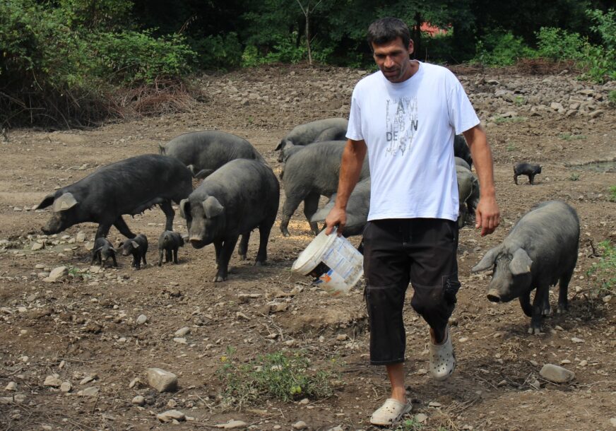 FAJFERICE PONOVO NA KOZARI Gradsku vrevu zamijenio farmom autohtone sorte svinja