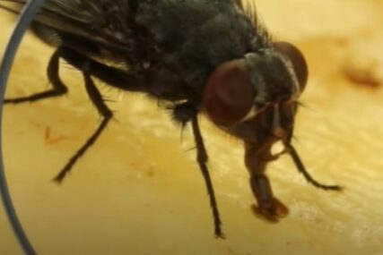 Zaštitite se od insekata: Ovo je način kako da rastjerate dosadne muhe