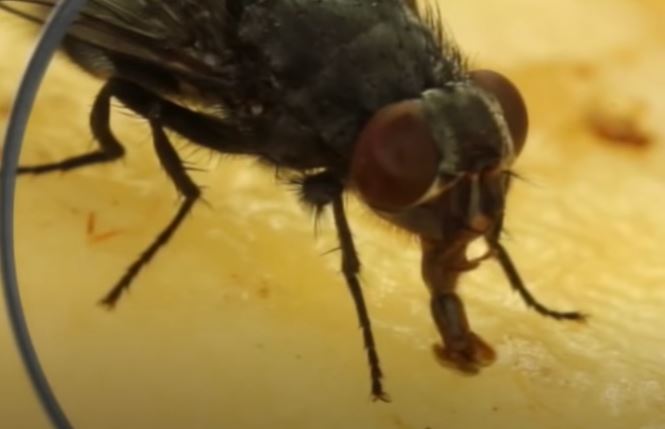 Čuvajte se zaraze: Evo šta se događa sa hranom kada na nju sleti muva