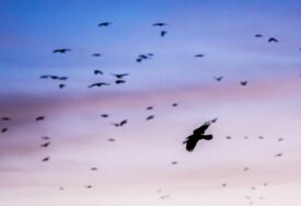 (FOTO) STRAVIČNE SCENE NA POLJIMA Više od 800 mrtvih ptica, niko ne zna šta je uzrok