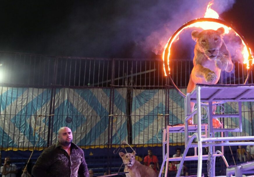 “VRIJEME DA OTVORIMO NOVU ERU” Zabranjuju se divlje životinje u cirkusima