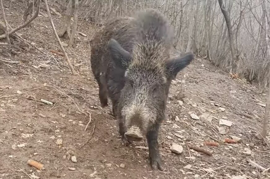 Afrička kuga otkrivena u Srbiji: Smrtonosna bolest pronađena u lešu praseta divlje svinje