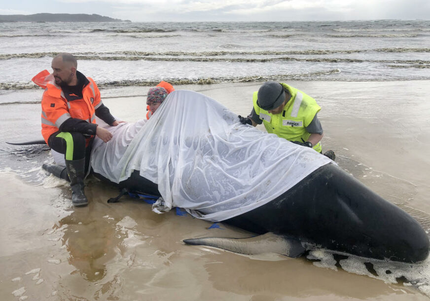 DO SAD UGINULO 380 Akcija spasavanja nasukanih kitova, u vodu vraćeno oko 70