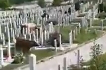NADLEŽNI SE IZVINILI GRAĐANIMA Krave pasle travu na gradskom groblju (VIDEO)